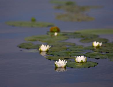 Озеро Viinijärvi